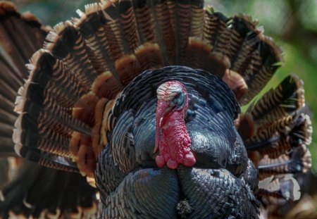 *** Proud Turkey *** - indyk, napuszony, zwierzeta, ptaki