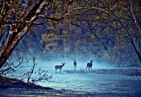 Deer on the River