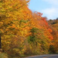 Vermont Foliage