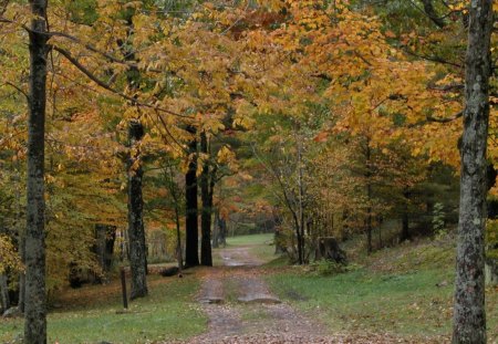 Poke-A-Moonshine Trail in Autumn - adirondacks, fall, autumn, leaves, fall foliage