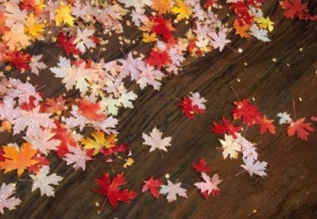 Fallen Stars - fallen, leaves, stars, autumn