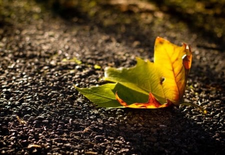 Leaf - pretty, alley, autumn leaf, autumn colors, beautiful, road, beauty, lovely, leaves, street, fall, nature, autumn, autumn leaves, leaf