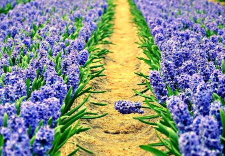 Pretty Flowers - beauty, field of flowers, hyacinths, field, flowers field, path, spring, pretty, spring time, green, hyacinth, lovely, nature, pathway, beautiful, colors, flowers