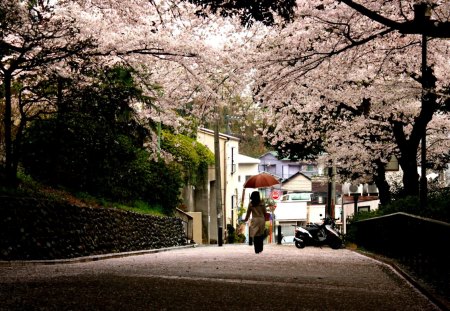 Beautiful... - woman, beauty, street, trees, female, peaceful, road, spring, view, pretty, walk, umbrella, romance, tree, lady, fence, girl, lovely, nature, romantic, alley, beautiful, sprin time, splendor, streets