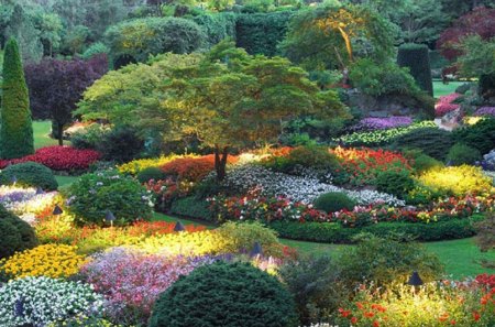 beautiful flower garden - flowers, nature, beautiful, garden