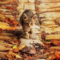 kitty on autumn walk