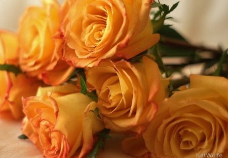 Fresh scent roses - nature, roses, floral, orange, flowers, scent