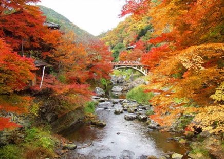 autumn view - view, autumn, river, bridge, colourful