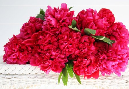 red peonies - flowers, nature, red, peonies