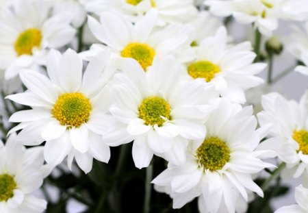 * White and pure * - flowers, white, beautiful, bright, pure, petals