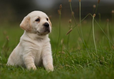 Boss - boss, sit, dog, grass, doggy