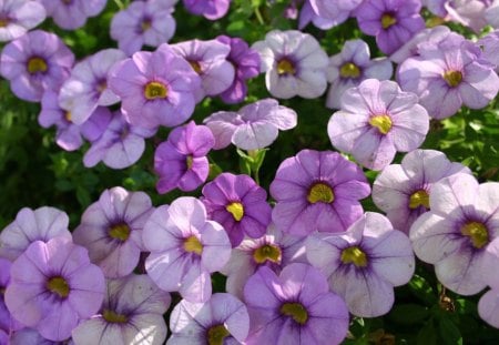 * Soft flowers * - flowers, tenderness, petunia, purple, beautiful, soft, petals