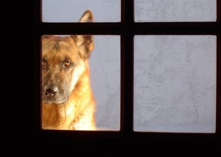 Untitled Wallpaper - window, german shepherd