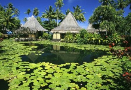 Water Lilies - water lilies, nature