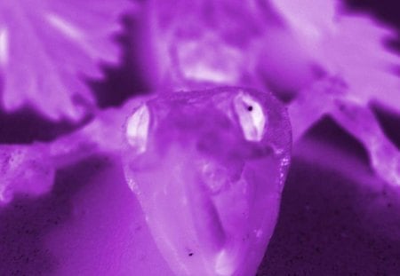 Untitled Wallpaper - purple, lizard, lagarto, lagartija