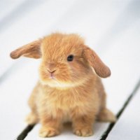 Adorable Fluffy Bunny