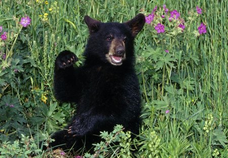 hello - cub, bear, animal, flowers, grass, black, flower, black bear