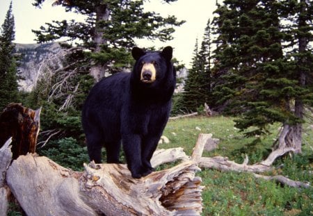 Untitled Wallpaper - bear, montana, black bear