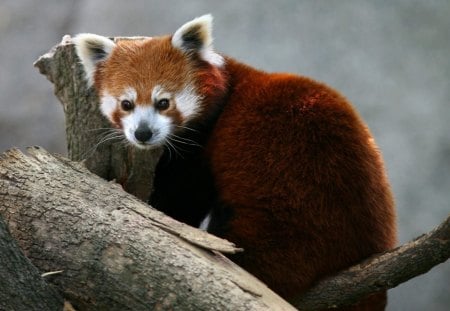 Untitled Wallpaper - animal, red panda, cute, bear