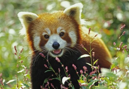 Untitled Wallpaper - red panda, cute, animals, bear