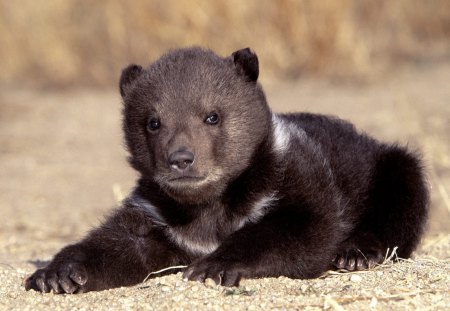 Untitled Wallpaper - cute, cub, grizzly bear