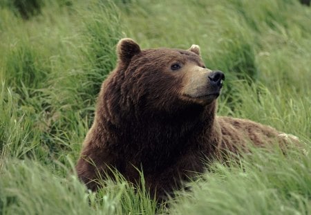 Untitled Wallpaper - mcneil river, bear, alaska