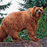 kodiak bear