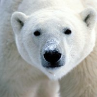 Snow-on-Snout,-Polar Bear