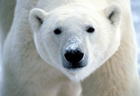 Snow-on-Snout,-Polar Bear - bear, polar bear, nose