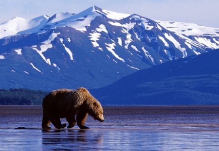 Untitled Wallpaper - alaskan kodiak brown bear, alaska, brown bear