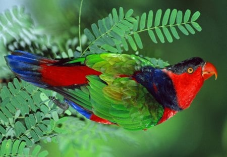 Untitled Wallpaper - lory, beauforts black capped lory, black capped lory, exotic