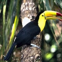 Toucan