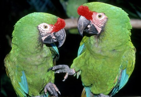 Untitled Wallpaper - parrots, green macaws, parrot, green macaw, macaw