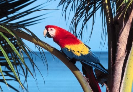 Untitled Wallpaper - scarlet macaw, paroquet, macaw, parrot