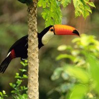 Toco Toucan