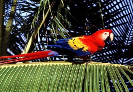 Untitled Wallpaper - parrot, macaw, tropical perch, scarlet macaw