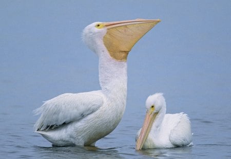 Untitled Wallpaper - birds, pelicans