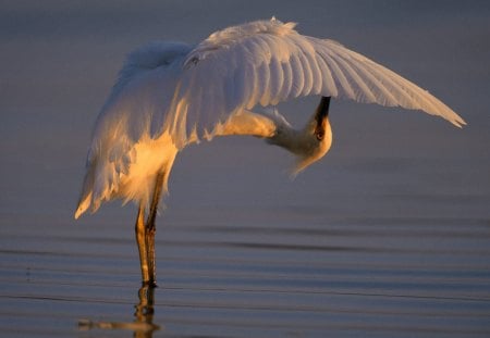 Untitled Wallpaper - egret, water, birds