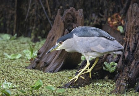 Untitled Wallpaper - florida, black crowned night heron, heron, dx, black crowned heron, fishing, corkscrew swamp, sanctuary