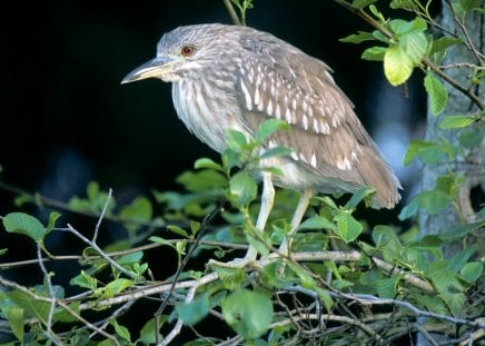 Untitled Wallpaper - night heron, black crowned heron, black crowned night heron, heron