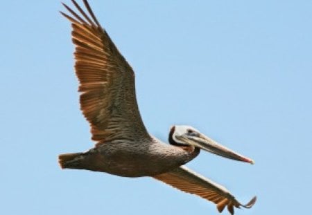 Untitled Wallpaper - flying, brown, brown pelican