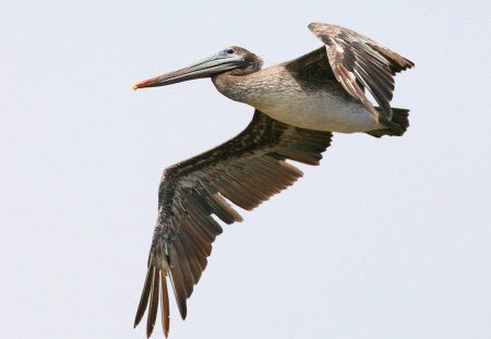 Untitled Wallpaper - brown pelican, carmel, california