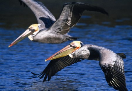 Untitled Wallpaper - flying, pelicans, brown pelicans