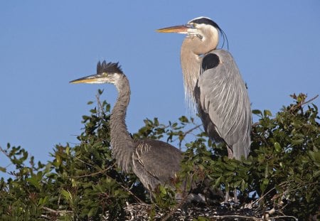 Untitled Wallpaper - florida, heron, nest, great blue herons, venice, herons, rookery