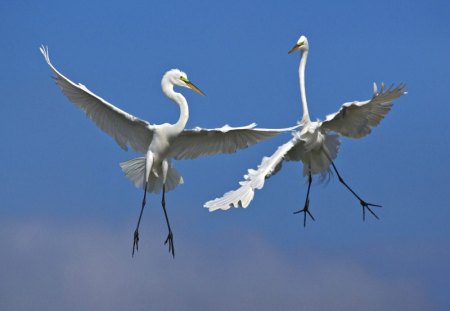 Untitled Wallpaper - great egrets, male great egrets, in flight, venice, egret, florida, egrets