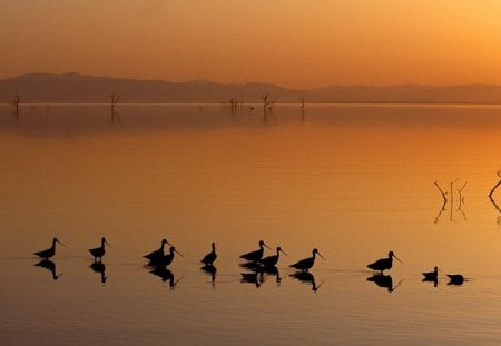 Untitled Wallpaper - marbled godwits, salton sea, california