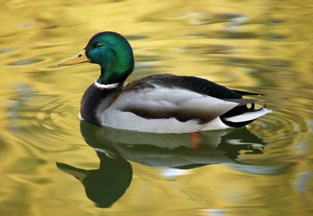 Quack Quack - It's a Duck - duck, golden pond