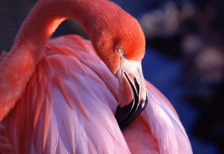 Pink Flamingo - close up, animals, water, headshot, wading, long neck, flamingo, feathers, peach, africa, bird, nature, wild, pink, beak, pink flamingo, animal