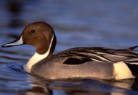 Untitled Wallpaper - duck, drake, pintail drake