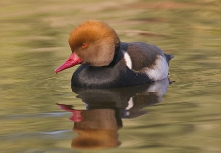 Untitled Wallpaper - duck, red crested pochard, pochard